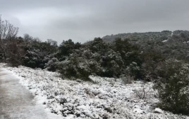 הר מירון מושלג (צילום: תמיר אנגל)